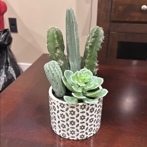 Small fake succulent/cactus in ceramic pot